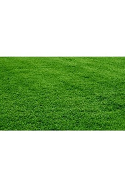 Demirler Tarım Bermuda Grass Çimi Tohumu (kurak Ve Susuz Alanlara Özel) 250 Gr