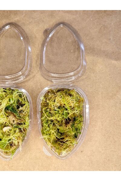 mobuflora 50cc Canlı Sphagnum Moss Turba Yosunu 1 Paket