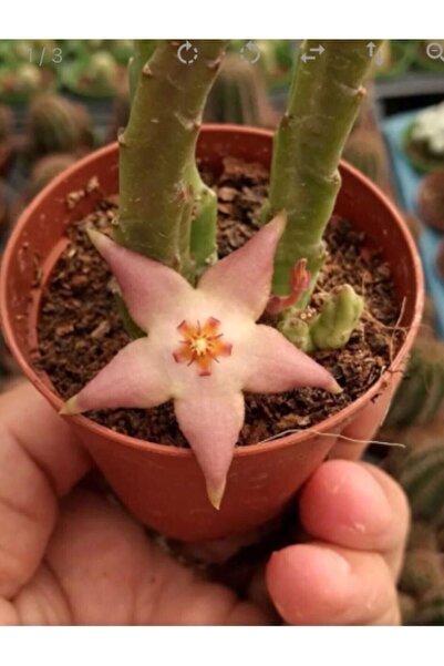 Birtutamrenk Özel tür Stapelia divaricata pembe çiçek açan leş kaktüs 5.5