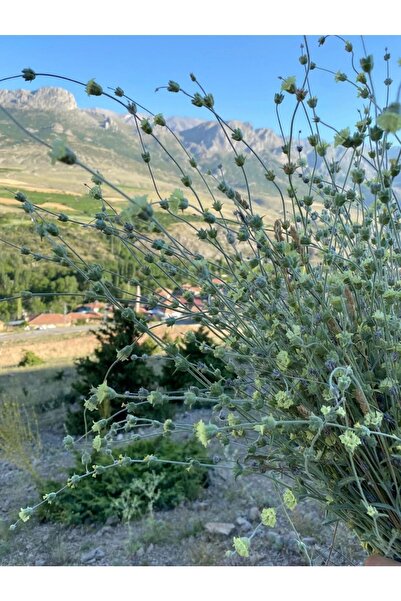 Aydos Toros Dağının Incisi Yeni Mahsül Ada Çayı 100 Gr.