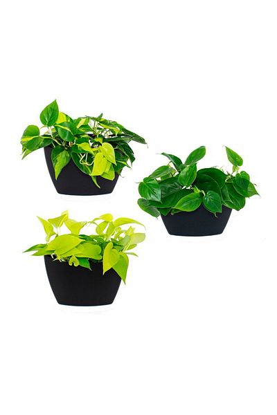 Tchibo 3 Pieces Wall Planter, Black