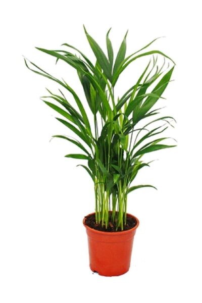 Bitkim Sende Areca Palmiyesi Salon Palmiyesi Areca Lutescens 20-40 Cm Ev Bitk...