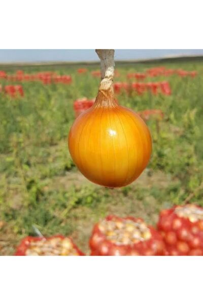 Doğal Amasya Kuru Soğan 3 Kg