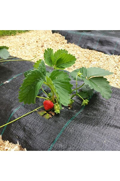 SeraTrend 1x40metre Sulzer Kumaş Sera Taban Örtüsü Jüt Blueberry Peyzaj Uygul...