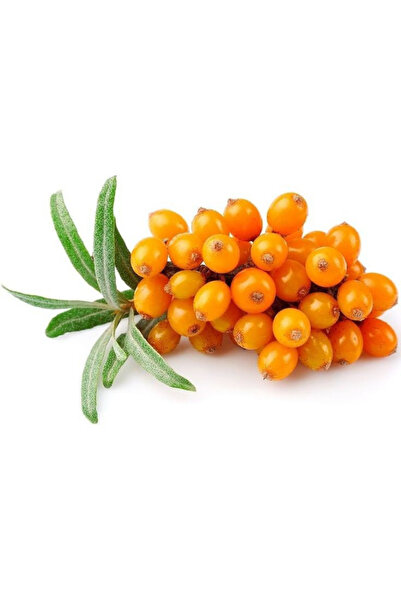 bahçevilya 2 Yaşında Tüplü Yalancı Süs İğdesi (Hippophae rhamnoides) Fidanı - Dayanıklı ve Dekoratif Fidan