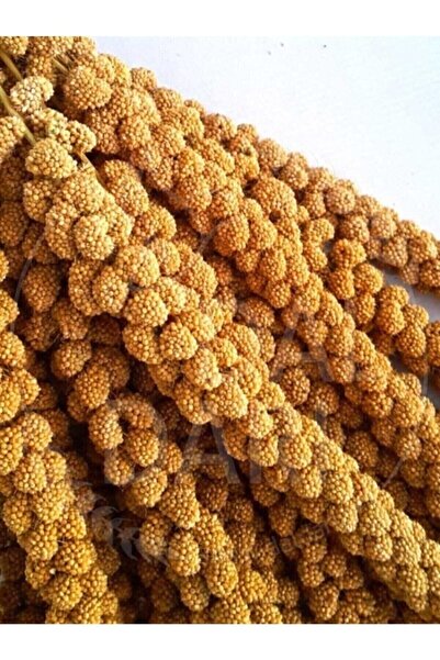 Genel Markalar Daldarı 1 Kg Yeni Mahsül Doğal Dal Darı