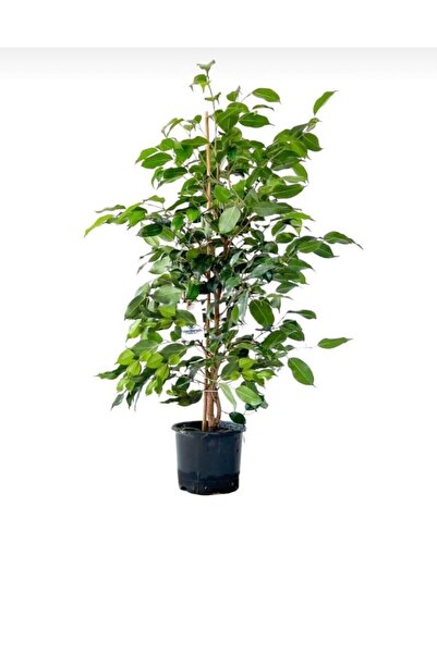 ÇİÇEK EVRENİ Ficus Benjamin Daniella Bitkisi Yeşil Yapraklı 60-100cm uzunluk 4lt saksı çapı