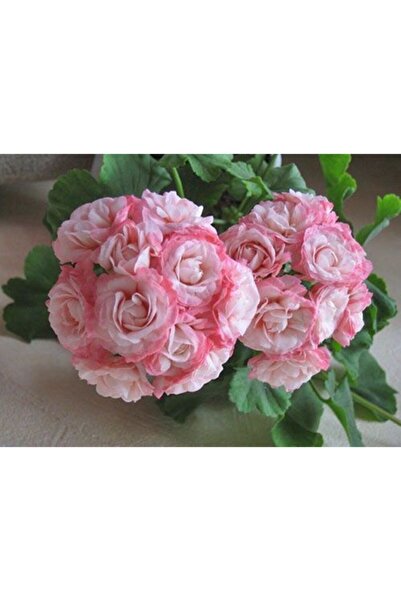 LOBELYA TOHUMCULUK 10 Adet Ithal Çift Renkli Gül Sardunya Çiçeği Tohumu