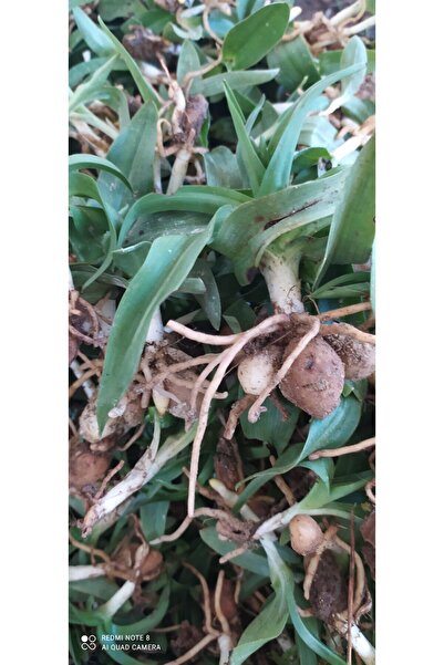 ERVA PEYSAJ Salep Fidesi 200 Adet   Serapies Arılı Kum Salep