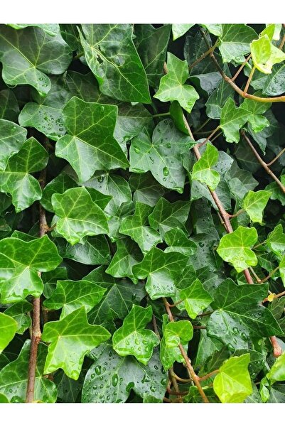 doğaşık Bahçenizin Yeşil Mücevheri: 2 Yaş 1 Adet Hedera Helix (Duvar Sarmaşığ...