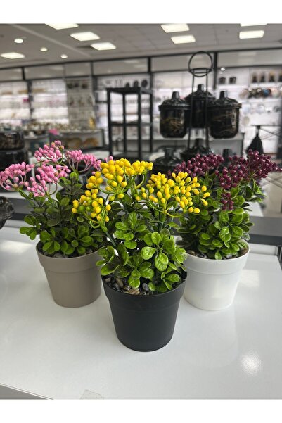 paris dünyası 1 Adet Plastik Kukina Çiçek