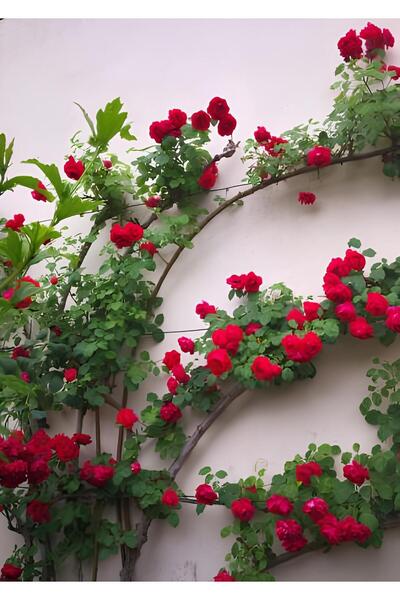 Bitkim Sende Videolu Kırmızı Yediveren Sarmaşık Gül Fidanı (50-80CM) Tüplü Aş...
