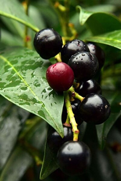 bahçevilya 1 Adet Karayemiş (Laz Kirazı) Fidanı | Herdem Yeşil ve Soğuğa Daya...