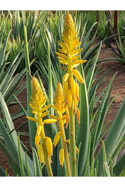 AKDENİZ ALOE VERA Aloe Vera Jel İçin 1 Kg Taze Yaprak