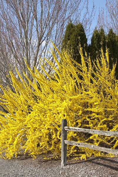 bahçevilya 2 Adet Forsythia intermedia (Altınçanak) Fidanı | Hızlı Büyüyen Çi...