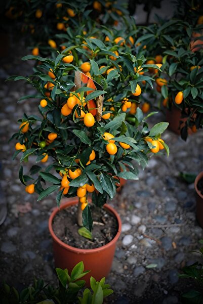 EVİM BAHÇEM Kamkat Fidanı (MEYVELİ) Kumkuat Fidan Meyveli Aşılı 3-4 Yaşında Kamkat Ağacı