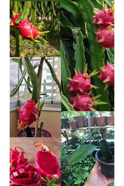 Birtutamrenk Pitaya Dragon Fidesi Fuşya 8cm Saksıda Ejder Meyvesi