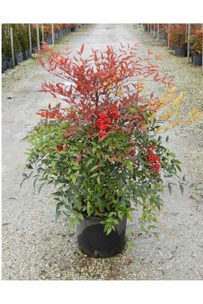 ÇİÇEK EVRENİ Cennet Bambusu - Nandina Domestica 5lt saksı çapı 30-50cm uzunluk saksı dahil