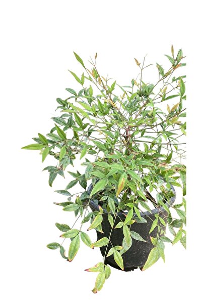 ÇİÇEK EVRENİ Cennet Bambusu - Nandina Domestica 5lt saksı çapı 30-50cm uzunluk saksı dahil