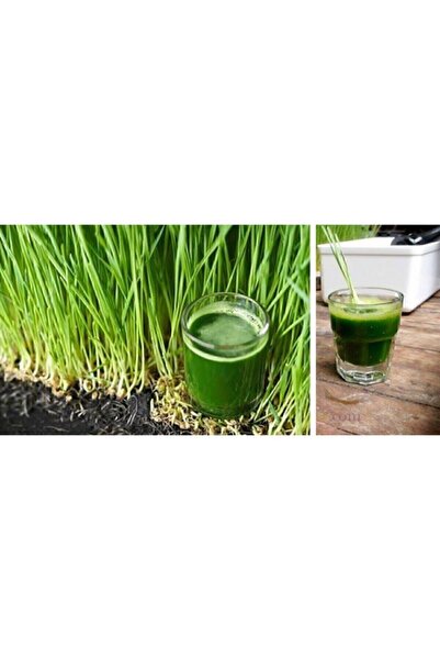 FarmLife Tohum Buğday Çimi - Kedi Çimi Tohumu Sadece Tohum (50GR)