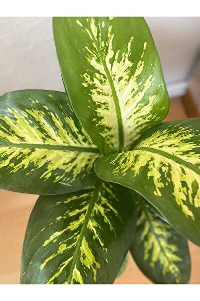 ÇİÇEK EVRENİ Difenbahya Bitkisi (DİEFFENBACHİA TROPİC SNOW) Ağlayan Çiçek 40-80cm, Çiçek Evreni, Salon Bitkisi