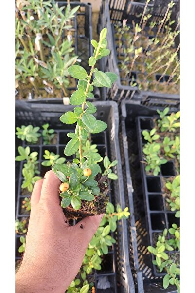 Floramut Masa Üstü Bonsai Ateş Dikeni Fidesi 2 adet [15-20cm]