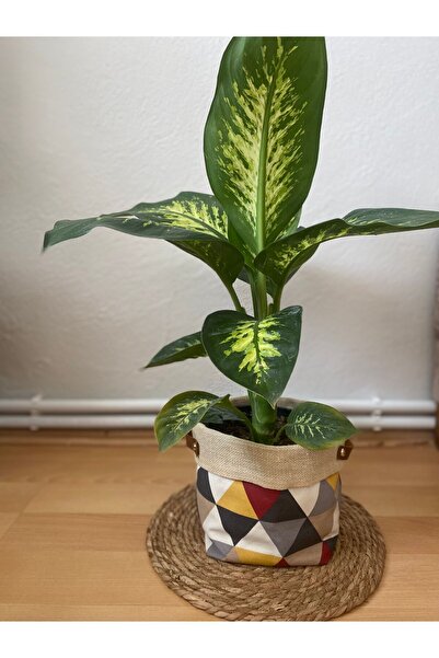 ÇİÇEK EVRENİ Difenbahya Bitkisi (DİEFFENBACHİA TROPİC SNOW) Ağlayan Çiçek 40-80cm, Çiçek Evreni, Salon Bitkisi