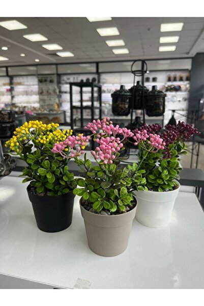 paris dünyası 1 Adet Plastik Kukina Çiçek