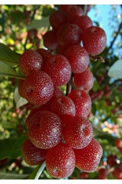 bahçevilya "Elaeagnus umbellata - 2 Yaşında Tüplü Güz Yemişi Fidanı, Doğal ve...