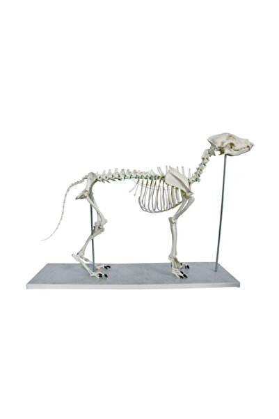 Medikal Market TR Köpek Iskelet Modeli - Köpek Iskelet Maketi