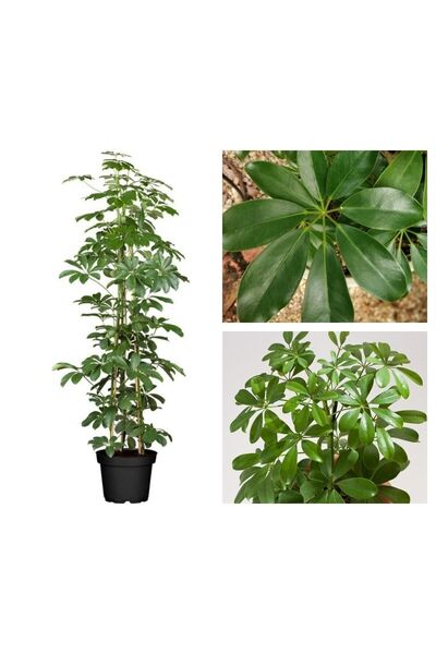 Bitkim Sende Videolu Yeşil Şeflera Tek Dallı Salon Bitkisi 1 Adet Saksılı 60-80cm Iç Mekan Bitkisi (schefflera )