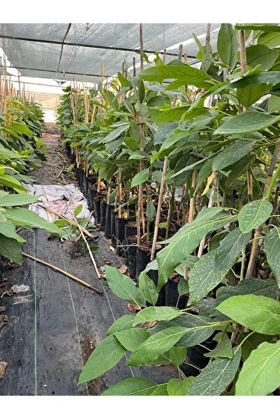 ERVA PEYSAJ Zutano Avokado Fidanı 3 Yaş Aşılı Tüplü