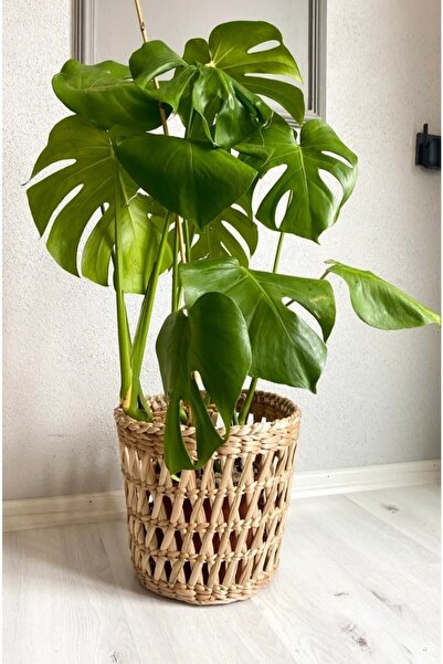 Süs Dükkanı Hasır Saksı Sepet Modeli El Emeği Tasarım Dekoratif Hediyelik Sunumluk Hasır Saksı Modeli Çap 30 Cm