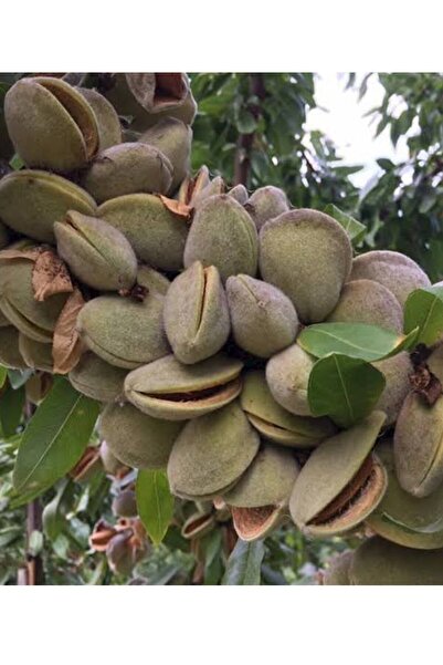 Store Guara badem ağaç fidanı