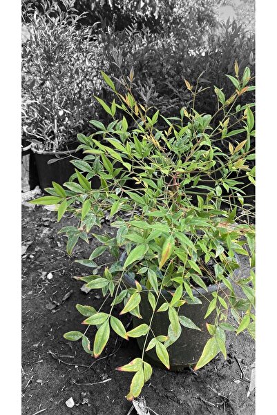 ÇİÇEK EVRENİ Cennet Bambusu - Nandina Domestica 5lt saksı çapı 30-50cm uzunluk saksı dahil