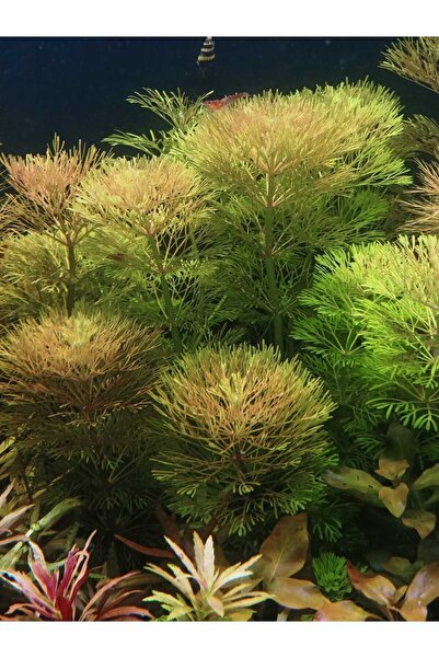 aquvarium Limnophila Sessiliflora Canlı Akvaryum Bitkisi (demet 5 dal)
