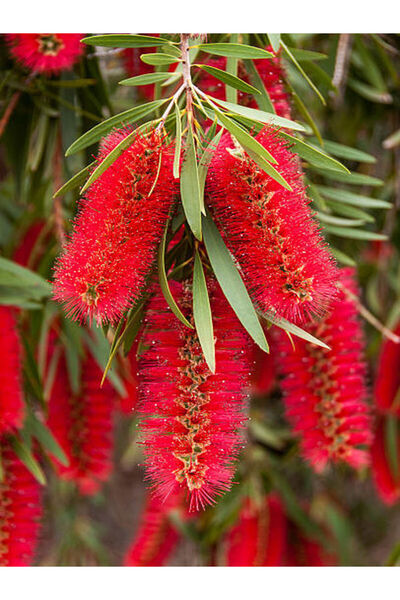 serada decor & plant Videolu Fırça Çalısı Fidanı (50 70 CM)1 Adet Saksılı Dış...