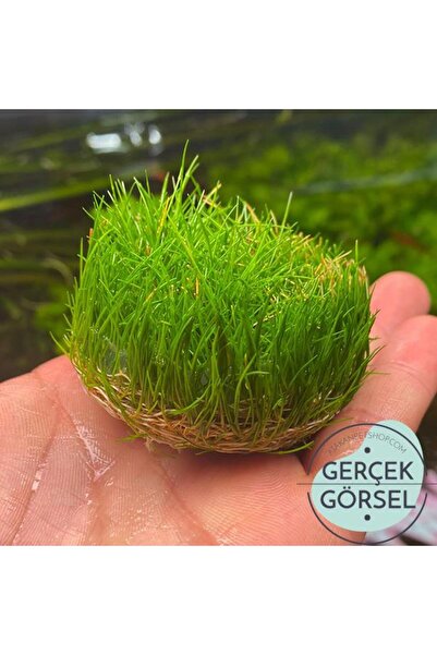 Atakan Plant Eleocharis Parvula Mini In Vitro Canlı Bitki