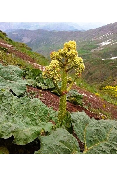 Erzurum İpekgurme Erzurum Ipek Gurme Işgın Kökü 100 Gram Reun Ribes Ipkg 4764