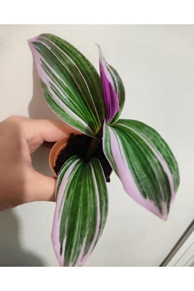 telegraph flower seedling (10-15 cm ) custom color