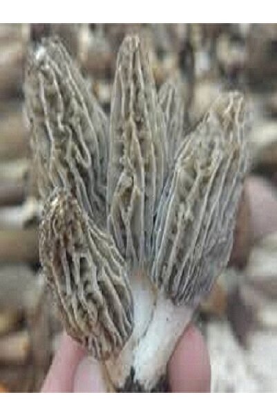 Mushroom Kuzu Göbeği Mantar Tohumu (Bahar ve Yazlık) 300 Gr ve Katalog