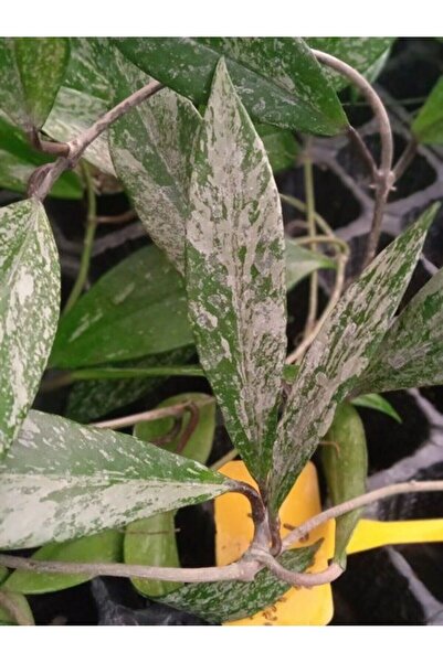 Antalya tropiksera Hoya Pubicalyx Full Silver Splash, Kokulu Mum Çiçeği 10-20...