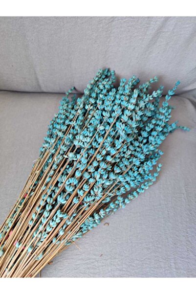 EFİRAZ Şoklanmış Dökülmeyen Gerçek Mavi Lavanta