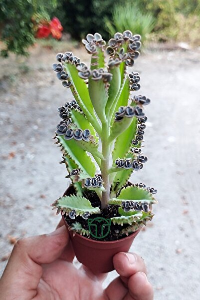 Toptan Kaktüs Binlerin anası gri aşkın gözyaşları çiçeği özel tür Kalanchoe Daigremontiana 5.5 cm saksıda