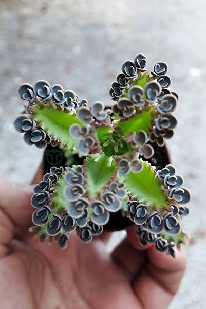 Toptan Kaktüs Binlerin anası gri aşkın gözyaşları çiçeği özel tür Kalanchoe Daigremontiana 5.5 cm saksıda