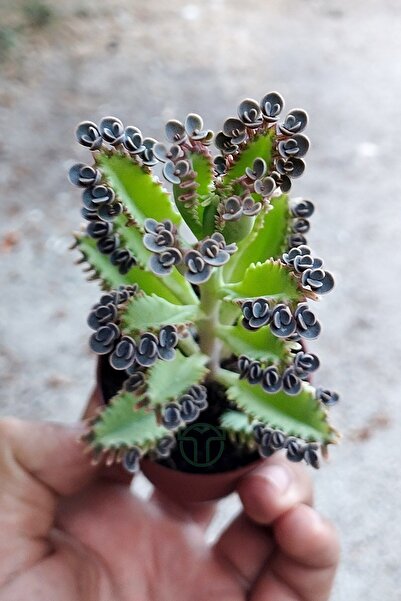 Toptan Kaktüs Binlerin anası gri aşkın gözyaşları çiçeği özel tür Kalanchoe Daigremontiana 5.5 cm saksıda