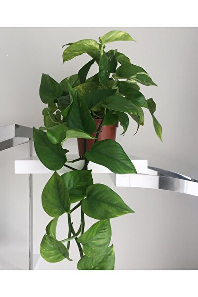 La Fleurla Salon Sarmaşığı Pothos