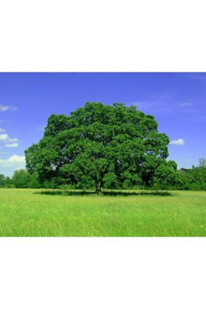 taşkar peyzaj Çınar Fidanı ( 2 Yaş \ 100-120 Cm ) Tüplü