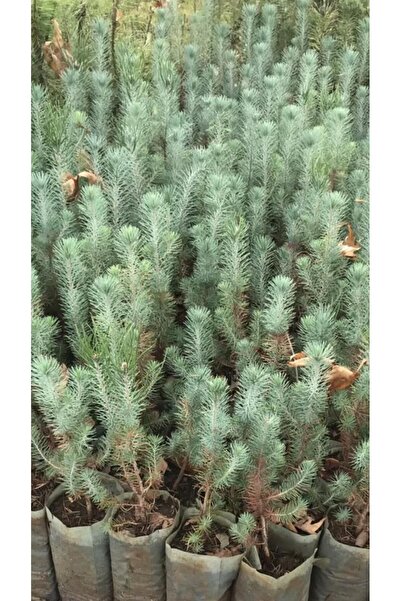 Mimoza Fıstık Çamı Fidanı 5 Adet Pinus Pinea 15-20 cm