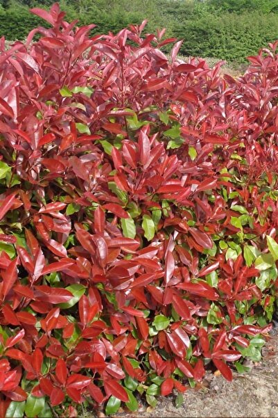 Online Botanik Alev Çalısı 10 Saksı 20~40cm